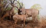 Afrika-Diorama-4 Pferdantilope